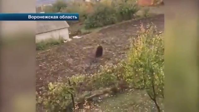 В Воронежской области Медведь Загрыз Пенсионера. смотреть онлайн