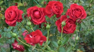 Фунгициды для обработки роз поздней осенью.   Morning Light - роскошный компаньон для роз