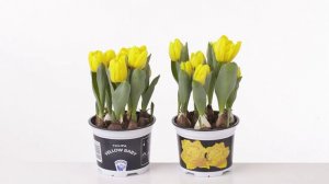 Тюльпан желтый малыш - Tulipa Yellow Baby
