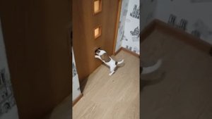 Щенок Джек Рассел терьер 3 месяца.