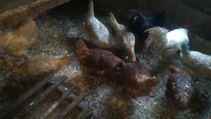 Кормление кур несушек. Куры несушки хайсекс, легбар, ушанка.