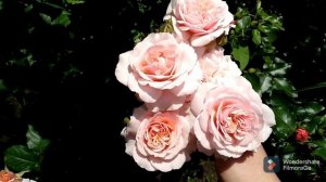 Шедевральный сорт на 2 год 1,5м! VERSIGNY, Версайни, Массад 1992! Для любителей оранжево-рыжих роз!