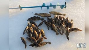 Зимняя рыбалка на ротана: наживка, прикормка, снасти для успешной ловли!