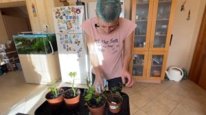 Паутинный клещ | Как определить, чем заражено растение | Лучшее средство от паутинного клеща