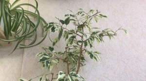 О нюансах выращивания фикусов пестролистных