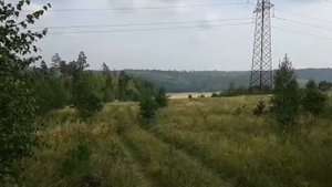 Грибы в Иркутске