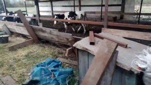 Телята Холмогоры