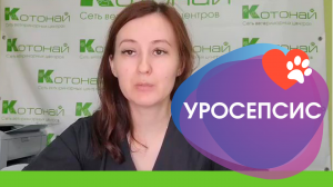 Уросепсис у кошек и собак