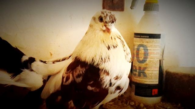 Мелитопольские голуби 2018 смотреть онлайн