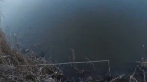 BLACK DRAGON - 1.98 0.5-5 грамм. работа по низам.