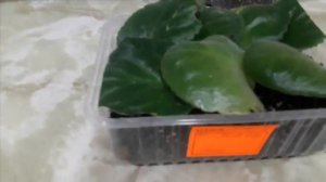 #фиалки #цветы #хобби 1-й способ Как размножить фиалку