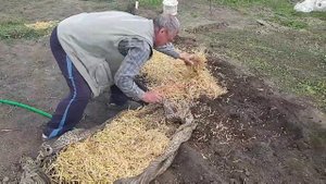 Как вырастить спаржу в домашних условиях где купить