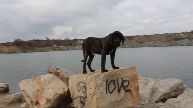 FARLEY DEBRA-DAMO English Mastiff , 7 months www.bull-mastiff-dog.com смотреть онлайн