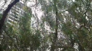 Цветы вне дома: альбиция, агава, акация и так далее...