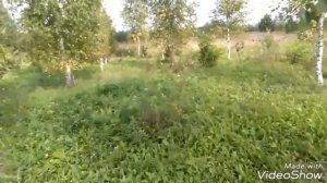 Не повторять! Поэкстрималил! Собрал семена Иван чая.