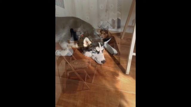 Хаска нарезка фотографий смотреть онлайн