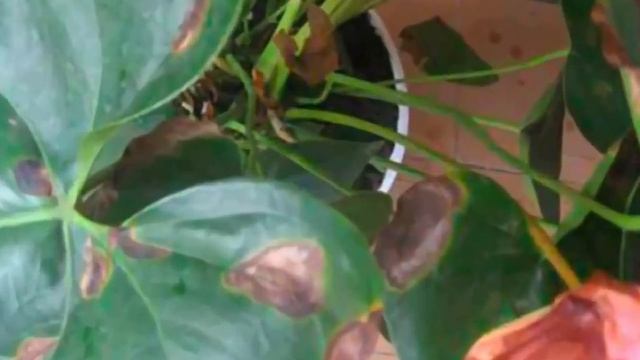 Сохнут листья у комнатных растений? Почему и что с этим делать? смотреть онлайн