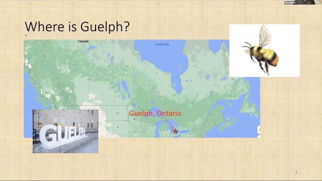 Bee City Spotlight: Guelph (Eng) смотреть онлайн