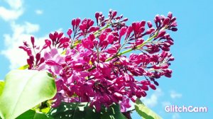Syringa L. biytifal flowers  Сирень прекрасные бутоны