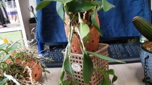 Горшки для орхидей.Мои новые приобретения.