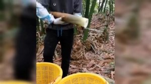 залипательное видео