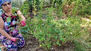 Обрезка и уход за крыжовником после сбора урожая