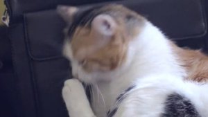 Кошка умывается