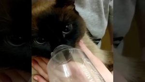 Ингаляции кошке #кошка #ингаляции #астма #cat #feline #asthma #inhalation