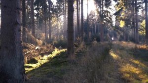 Солнце сквозь деревья. Футаж для видеомонтажа #206.