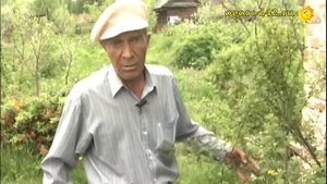 Вишня войлочная. Приторно сладкая...