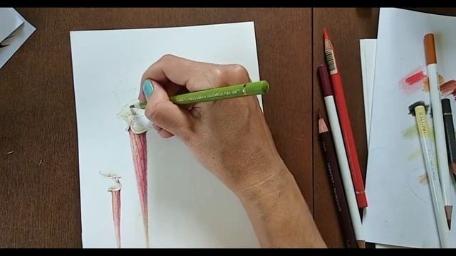 Болотные растения для лесного марафона. Рисуем карандашами. смотреть онлайн