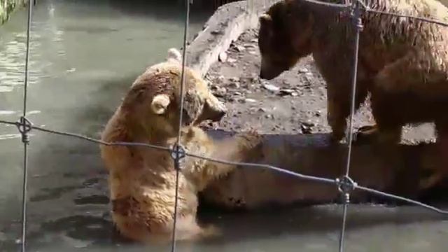 Tbilisi Zoo Bears смотреть онлайн