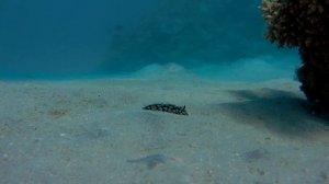 Морской заяц. Sea rabbit.