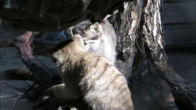 Котята манула подросли и выходят гулять без мамы 29.08.2020 смотреть онлайн