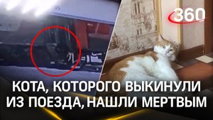 Кота Твикса нашли мёртвым в Кирове. В соцсетях публикуют фото с трупом животного