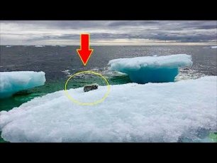 Что-то виднелось на айсберге, подплыв ближе рыбаки сильно удивились произошедшему