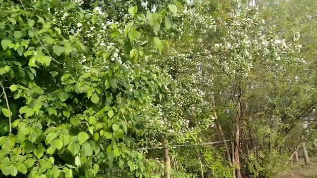 13 мая 2021. Прогулка по парку возле дома. Обзор прививок, цветения. смотреть онлайн