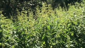 Сбор крапивы на даче и её приготовление для салата !