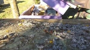 ПЧЁЛЫ . ОБРАБОТКА  ОТ БОЛЕЗНЕЙ МЕТОДОМ КВАРЦЕВАНИЯ( УЛЬТРАФИОЛЕТА ).