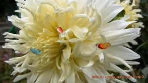 Георгина кактусовая Уайт Стар (white star) ? обзор: как сажать, луковицы георгины Уайт Стар