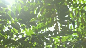 Романтичная солнечная музыка. Romantic sunny music