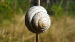 Садовая цепея (Cepaea hortensis)