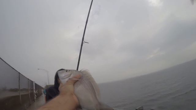 FAST & FUN NYC FISHING - PORGY IN THE CITY - NEW YORK CITY PORGIES - URBAN FISHING!!! смотреть онлайн