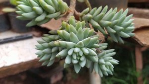 Sedeveria Harry Butterfield nome popular