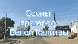 Сосны пригород Белой Калитвы.mp4