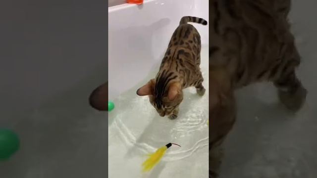 kitty bathes #shorts