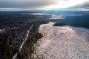 Охота на рябчика. Новичок на охоте. Вологодская область. Начало ноября