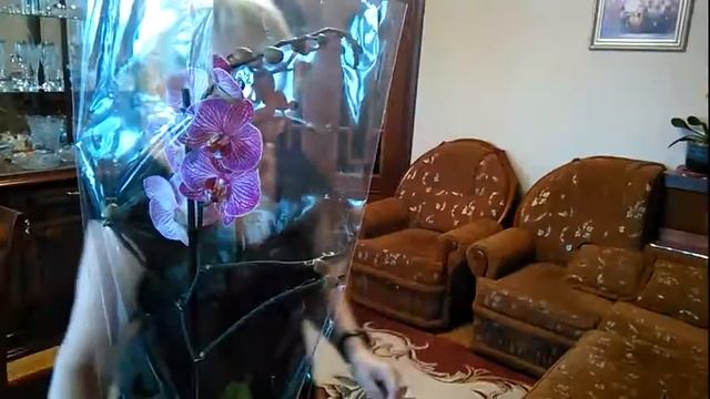 Антуриум и орхидея смотреть онлайн