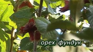 Питомник САД МЕЧТЫ КРЫЛОВИЧ В. А. - плодово-ягодные культуры.