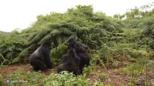 Самые Брутальные Атаки Горилл Снятые на Камеру